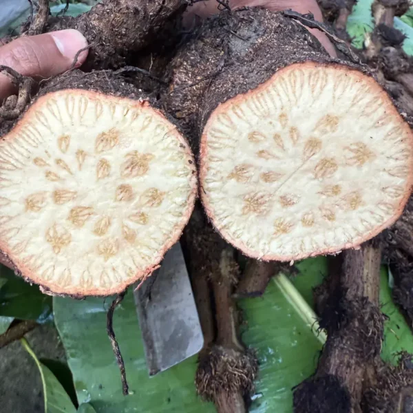 সেরা কোয়ালিটির আলু চুইঝাল নরম, ফ্রেশ ও ঝাঁঝালো স্বাদ – khulnashops Bd