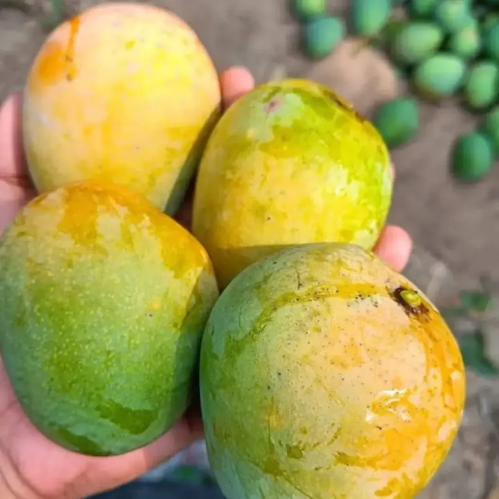 গবিন্দভোগ আম. আম,mango,gobindovog