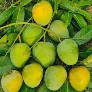 হিমসাগর আম
